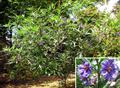 Perennial night shade